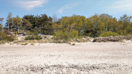 Fototapeta na wymiar Panoramic view. Sandy beach and forest dune area of the Baltic Sea. View from the sea side.