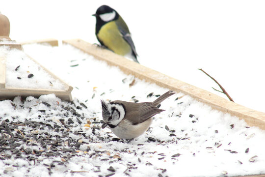 The crested tit or European crested tit (Lophophanes cristatus) at bird feeder picking sunflower seeds close-up winter time.