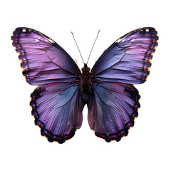 Purple butterfly PNG. Purple hairstreak butterfly. Purple butterfly top view flat lay PNG