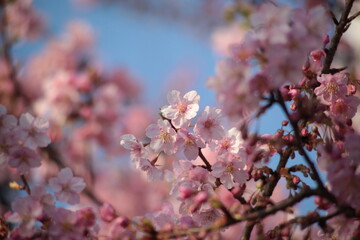 春の訪れを告げる河津桜