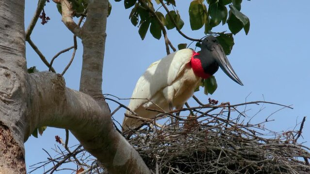 Large jabiru (Jabiru mycteria) in the nest. Pantanal, Brazil.