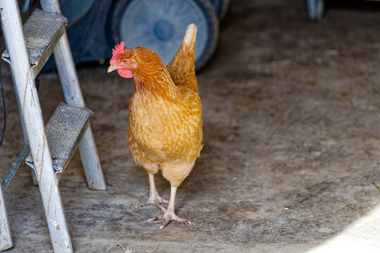 Brown chicken leaving barn at farm of Swiss City of Zürich on a sunny spring afternoon. Photo taken March 20th, 2024, Zurich, Switzerland.