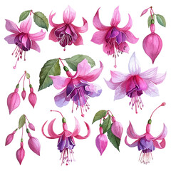 simple vector watercolour set of beautiful fuchsia flower - obrazy, fototapety, plakaty