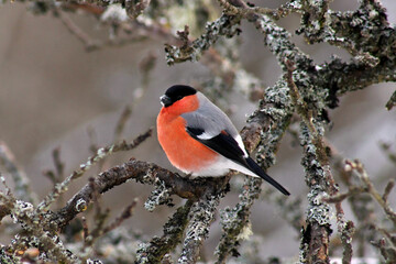 Eurasian bullfinch (Pyrrhula pyrrhula) male n winter time near bird feeder sitting in branch of an old apple tree or picking seeds from snow covered ground.