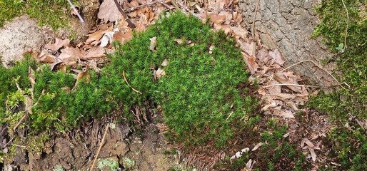 green moss on the ground in the forest, closeup of photo