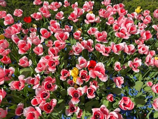 Tulips in the spring garden.
