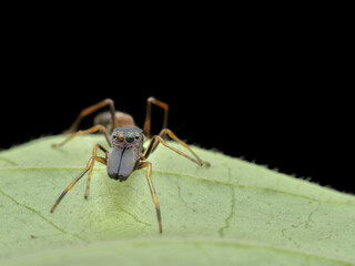 Male mimic ant spider on the leaf seen from the front