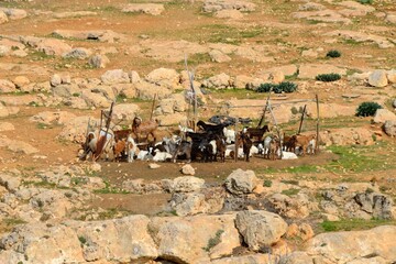 Rebaño de cabras en medio de un paisaje pedregoso al sur de Ammán, Jordania