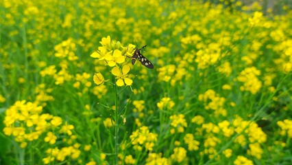 bee on a mustard flower plants