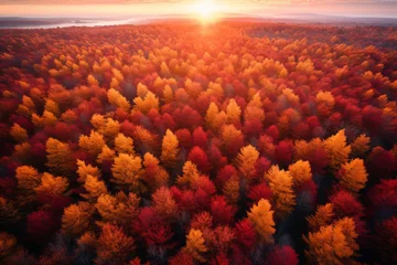 Fotobehang A breathtaking aerial view of a forest ablaze with vibrant hues of red, orange, and gold, capturing the magic of autumn foliage © KerXing