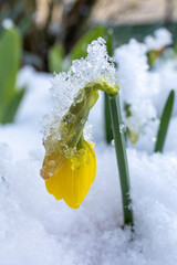 Early blooming daffodils emerge from the snow