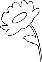 Chamomile flower doodle drawing for decoration.