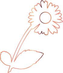Chamomile flower drawing pink for decoration.