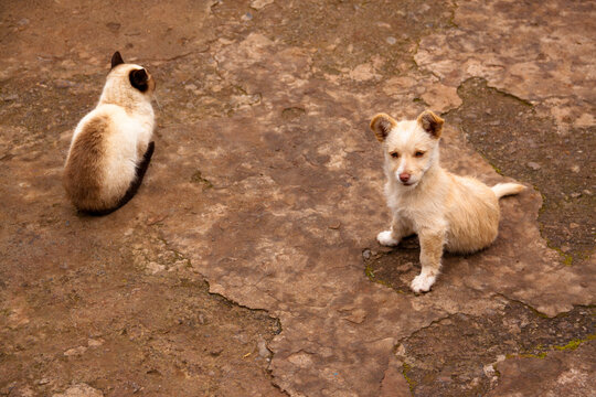 Perro y gato sentados en un patio de Gran Canaria, España