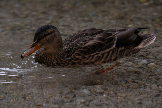 duck portrat