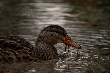 portrat of duck on the water