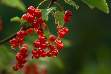 Obraz premium Close up of branch ripe red currant with water drops on background of green summer garden. Macro shot of berry