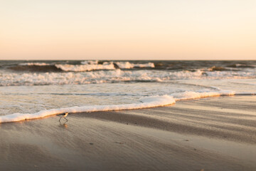 Sandpiper walking on the beach at sunset.