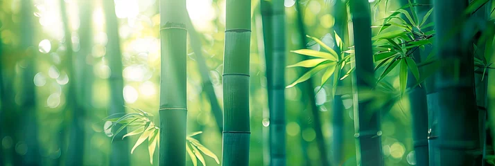 Foto op Canvas Bambus Wald, grüne Landschaf voller Bäume und grünen Pflanzen  © shokokoart