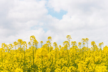 Agricultural field with blooming rapeseed plant