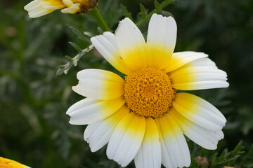 Fototapeta premium Innocent daisy with a golden center