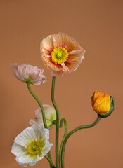 several colorful poppies nature background, studio shot