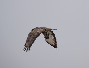 The common buzzard (Buteo buteo) in flight overhead.