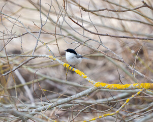 The willow tit (Poecile montanus) perched on a tree branch