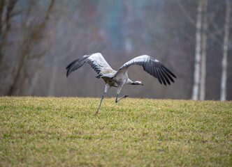 One Common Crane taking off