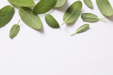 sage leaves on white background