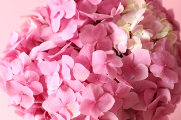 Fototapeta premium delicate pink hydrangea, close up 