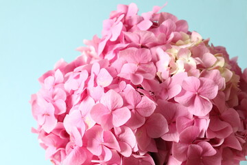 Obraz premium pink hydrangea flowers