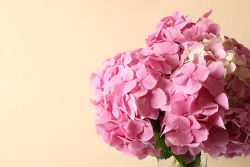 Fototapeta premium delicate pink hydrangea, close up 