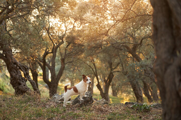 Alert Jack Russell Terrier dog explores a golden olive grove at dawn