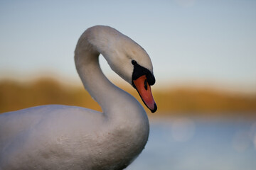 Side View of Mute Swan