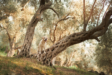 A Labrador Retriever dog pauses during a walk in a golden olive orchard at dusk