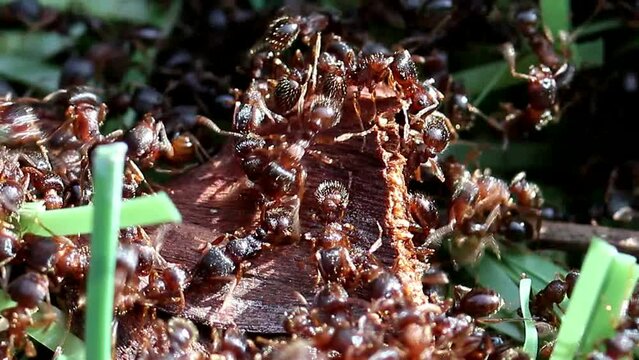Ensemble de fourmis qui travaillent en soci&eacute;t&eacute;.