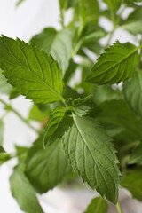 mint leaves