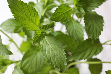 leaves of mint