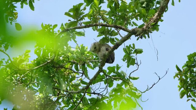 Spot-bellied Eagle-owl, Bubo nipalensis Juvenile, Thailand. Seen way up the tree looking down while turning its head around.