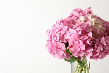 delicate pink hydrangea