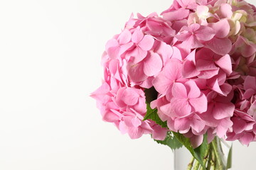 Obraz premium delicate pink hydrangea