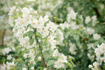 Spring background with a blooming apple tree on a light background, panorama. Beautiful flowers on an apple tree branch on the background of a blurred garden. Blurred soft focus