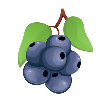 Image of delicious fruits. This illustration brings grapes to life that are sure to tantalize the taste buds against a crisp white background. Vector illustration.