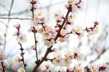 A blooming spring tree.