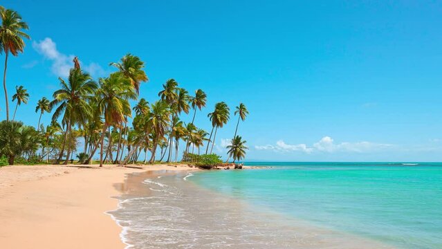 Dominican natural tropical beach landscape with golden sand. Palm trees lean over the calm wave. Turquoise ocean against a blue sky on a sunny summer day. Travel to a tropical paradise.
