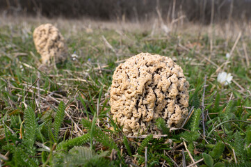Morchella steppicola. Edible mushroom in early spring in a forest meadow.	


