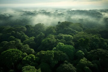 Naklejka na ściany i meble Aerial view of a dense forest canopy stretching to the horizon