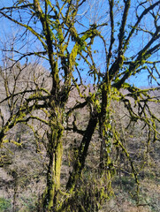 Relict boxwood tree destroyed by moth butterfly