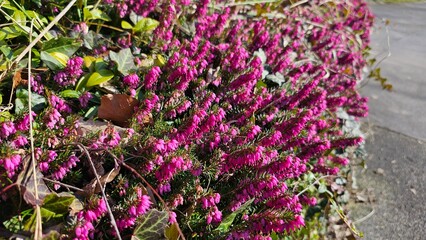 Purple Heather Blooming in Spring (Calluna vulgaris)